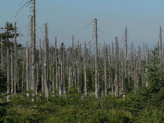 Savas eső pusztította erdő Csehországban