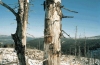Erdőpusztulás az USA-ban